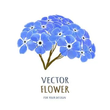 Hand drawn vector realistic illustration of Forget-me-nots flower Stock Illustration