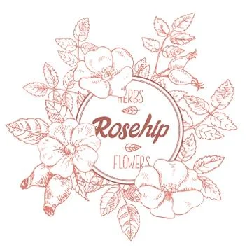 Hand drawn vector rosehip and label lettering with space for text Stock Illustration