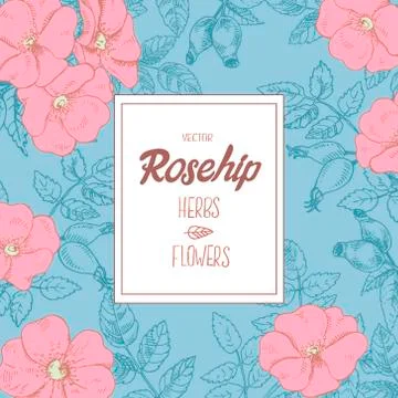 Hand drawn vector rosehip and label lettering with space for text Stock Illustration