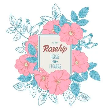 Hand drawn vector rosehip and label lettering with space for text Stock Illustration