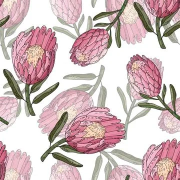Hand drawn vector seamless pattern of king protea. Stock Illustration