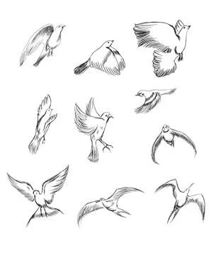 Hand drawn vector set birds variety of vintage bird illustrations Stock-Illustration