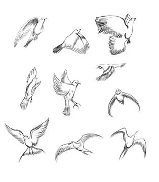 Hand drawn vector set birds variety of vintage bird illustrations Stock Illustration