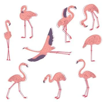 Hand drawn vector set of pink flamingo in different poses. Exotic bird with long Stock Illustration