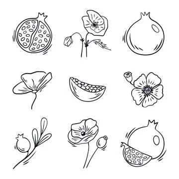 Hand drawn vector set of pomegranate fruits, seeds and poppy flowers Stock Illustration