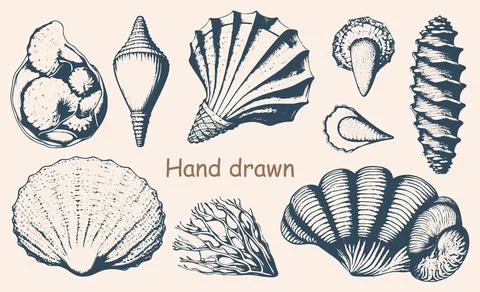 Hand-drawn vector set of various seashells in vintage engraved style. Inclu.. Stock Illustration