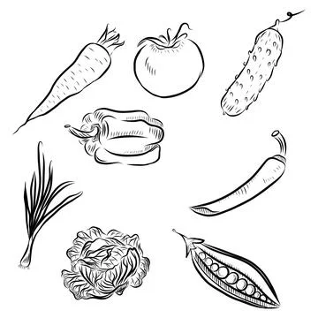 Hand drawn vector set of vegetables from the garden, healthy foods, black lin Stockillustratie