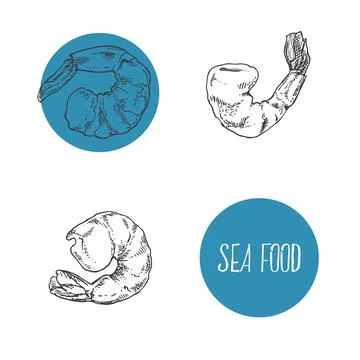 Hand drawn vector shrimps, prawns Stock Illustration