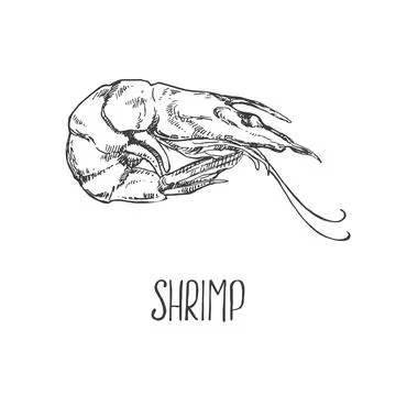 Hand drawn vector shrimps, prawns 스톡 일러스트