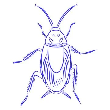 Hand drawn vector sketch of a cockroach with blue lines Illustration