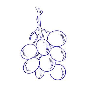 Hand drawn vector sketch of grapes, a healthy fruit Stock-Illustration