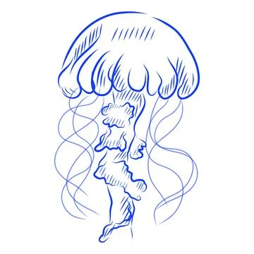 Hand drawn vector sketch of jellyfish, sea creature, blue line art Illustration