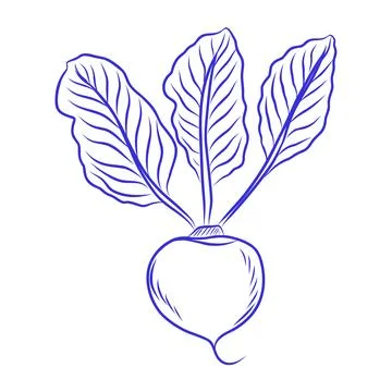 Hand-drawn vector sketch of a radish, blue line art Illustrazione stock