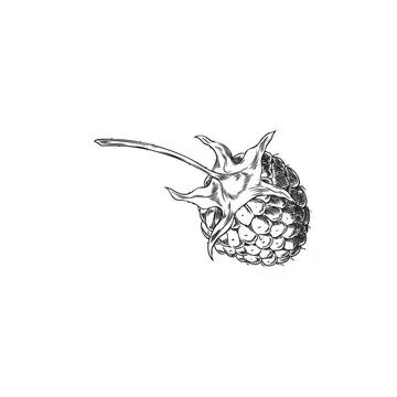Hand drawn vector sketch of raspberry in black and white style. 库存插图