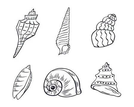 Hand drawn vector sketches of seashells Illustration
