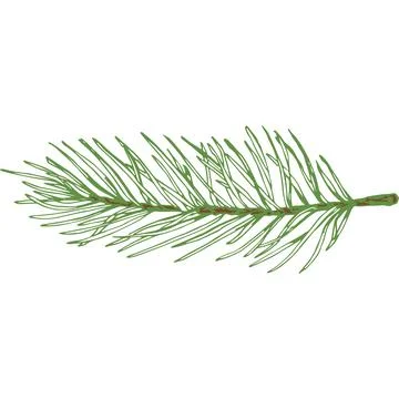 Hand Drawn Vector Small Evergreen Spruce or Pine Tree Branch Colorful Fir-needle Illustrazione stock