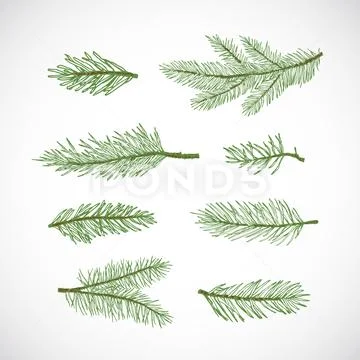 Watercolor vector Christmas set with evergreen coniferous tree