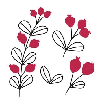 Hand drawn vector winter floral elements. Winter branches and leaves. Hand dr Stock Illustration