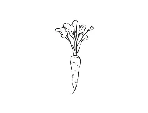 Hand Drawn Vegetable Line Art Vector Collection, Botanical Outline Stock Illustration