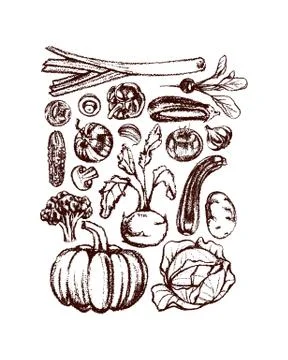 Hand drawn vegetables Stock Illustration