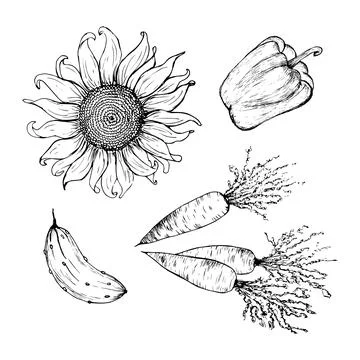 Hand-drawn vegetables. Set. Sunflower, carrot, pepper, cucumber. vector Stock Illustration