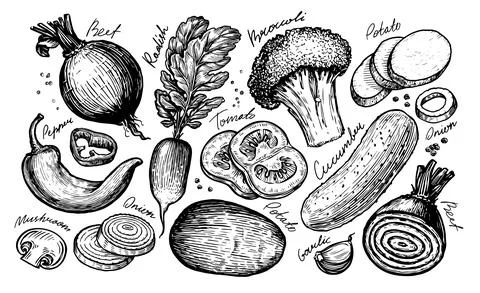 Hand drawn vegetables set. Vector illustration for vegetable market. Vintage Stock Illustration