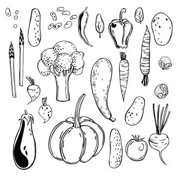 Hand drawn vegetables. Vector sketch  illustration. Stock Illustration
