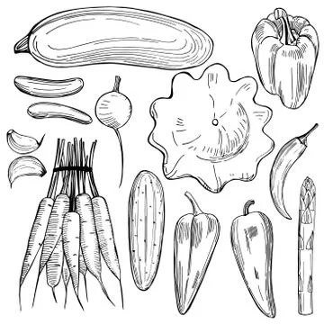 Hand drawn vegetables on white background. Stock Illustration
