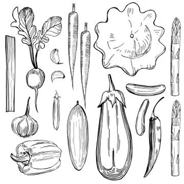 Hand drawn vegetables on white background. Stock Illustration