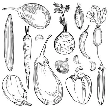 Hand drawn vegetables on white background. Stock Illustration