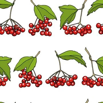 Hand drawn viburnum pattern Stock Illustration