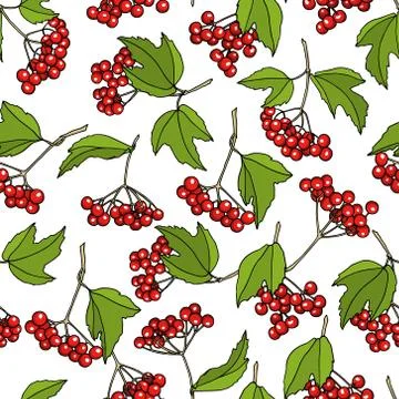 Hand drawn viburnum pattern Stock Illustration
