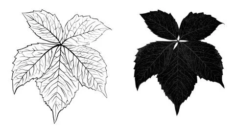Hand drawn vine grapes leaf leaves illustration, black white elegant wedding Stock Illustration