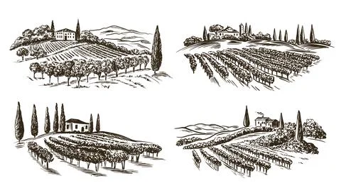Hand drawn vineyard Stock Illustration