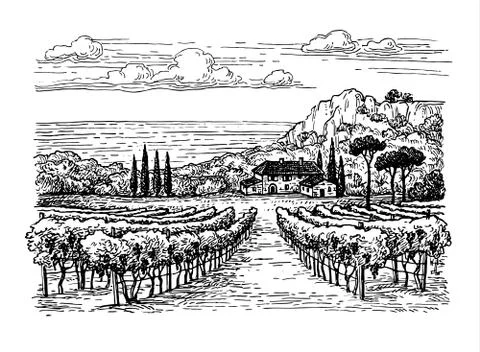 Hand drawn vineyard landscape. Illustrazione stock