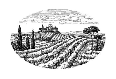 Hand drawn vineyard landscape. Stock-Illustration