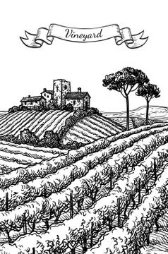 Hand drawn vineyard landscape. Stock Illustration