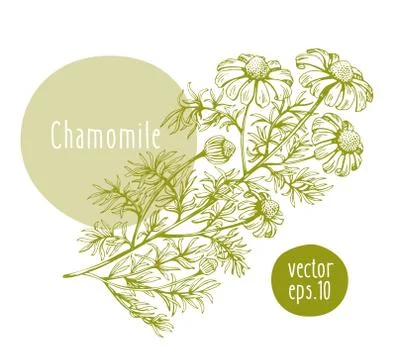 Hand drawn vintage chamomile. Vector blooming flower. Botanical illustration Stock Illustration