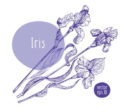 Hand drawn vintage iris. Vector blooming flower. Botanical illustration. Can be Stock Illustration