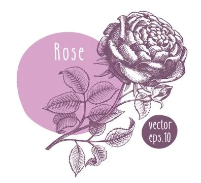 Hand drawn vintage rose. Vector blooming flower. Botanical illustration. Can be Stock Illustration