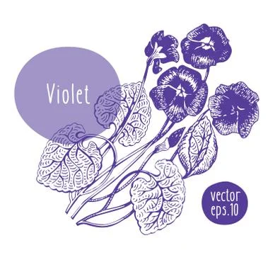 Hand drawn vintage violet. Vector blooming flower. Botanical illustration. Can Stock Illustration