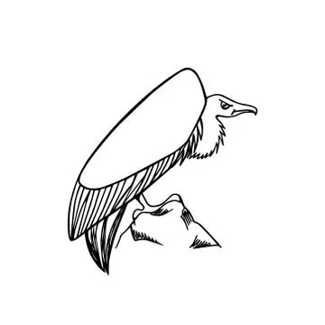 Hand drawn vulture Stock Illustration