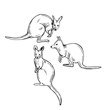 Hand drawn  wallaby. Vector  illustration. Stock Illustration