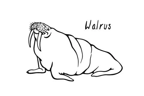 Hand drawn walrus Stock Illustration