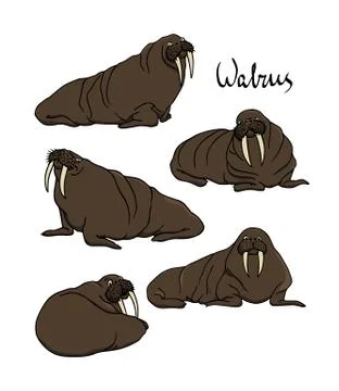 Hand drawn walruses Stock Illustration