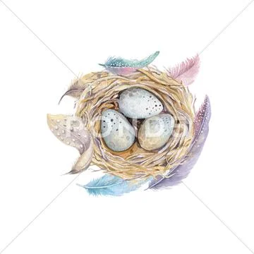 Hand drawn watercolor art bird nest with eggs , easter design Stock Illustration