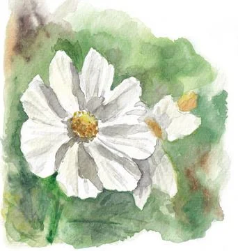Hand drawn watercolor sketch of Cosmos flowers Stock Illustration