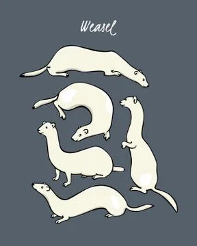 Hand drawn weasel Stock Illustration