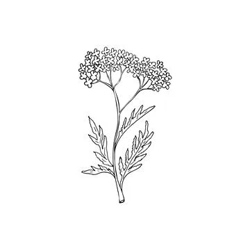 Hand drawn weed for making potion. Floral branch and flower. Botanical rust.. Stock Illustration