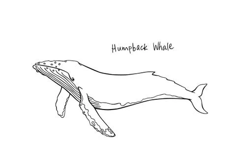 Hand drawn whale Stock Illustration